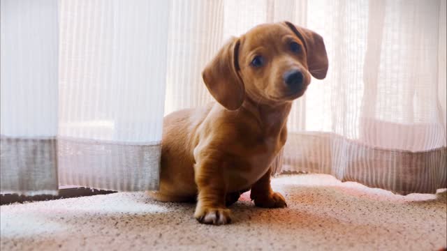 A Pet Dog Wandering On A Camera_