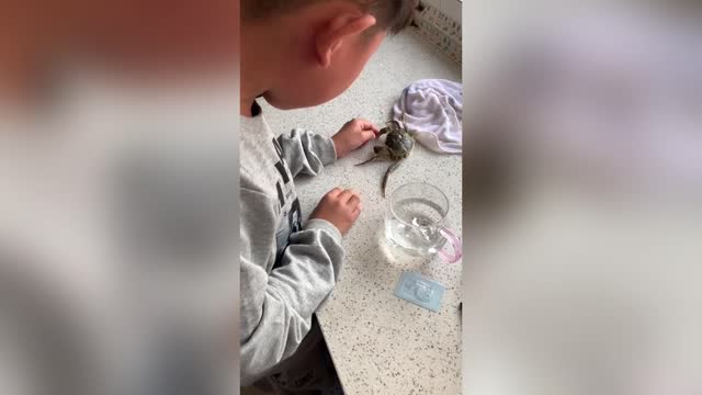 Sobbing Animal Lover, 10, Refuses To Let Mum Cut Crabs Claw Off After It Nabs His Finger