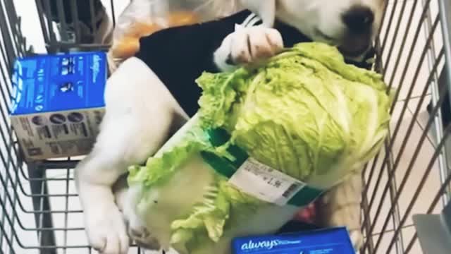Cutest funny dog is eating a cabege