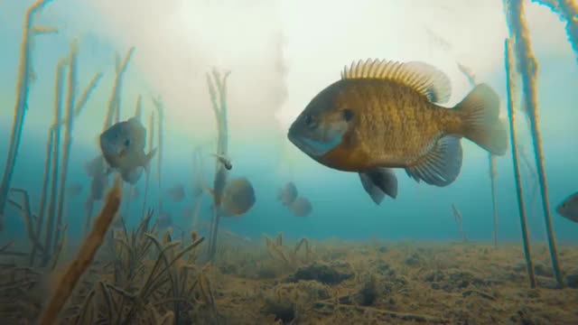 This is a beautiful and charming water-dwelling species