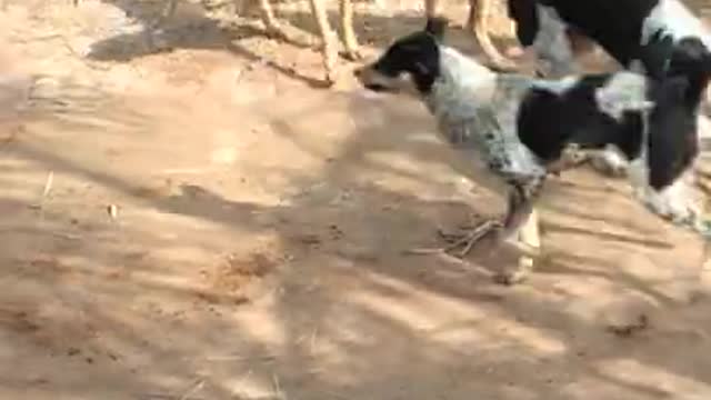 Rottweiler Vs 4 desi dog fight