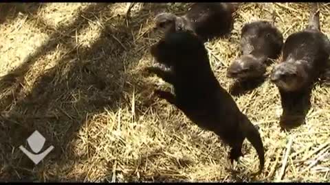 otters on a walk