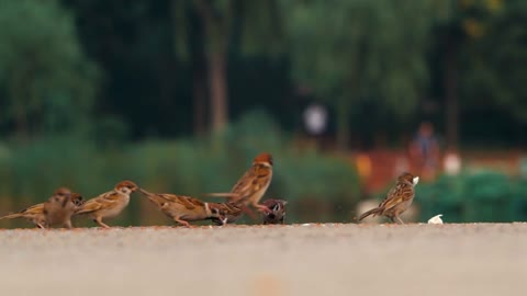 The sparrow is looking for food