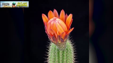 ❤️FLOWERS OPENING IN A FEW SECONDS!