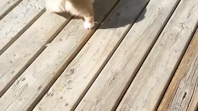 Corgi puppy spinning with sandal in mouth