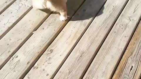 Corgi puppy spinning with sandal in mouth
