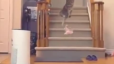 Cat what is the style of