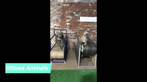 Dogs Training The treadmill