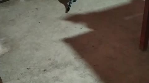 Gatos se enfrentando