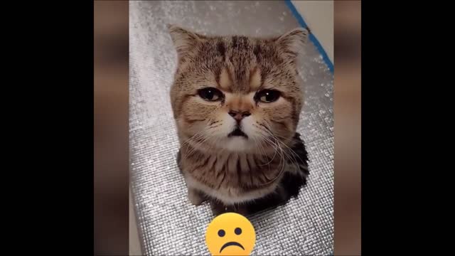 Funny Cat Videos Make You Laugh