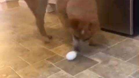 dog and egg