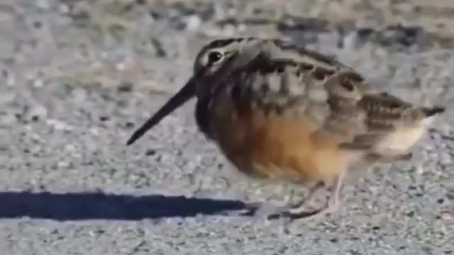 Funny bird dancing