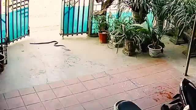 Crazy snake encounter