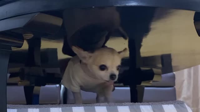 Puppy scratching his back under the table