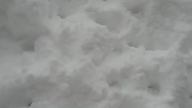 Little dog playing in the snow