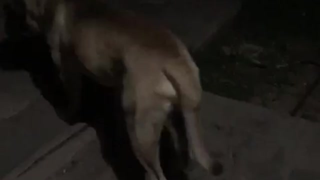Most WATCH || My Dog can do 90% more than yours || teach yours how to be supper intelligent too.