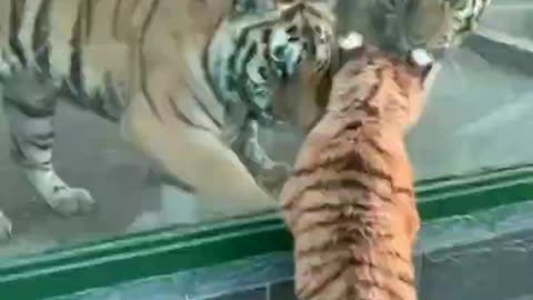 Animal 9: cat and tiger