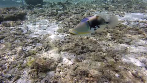 Maldives Short Snorkeling video Part 10