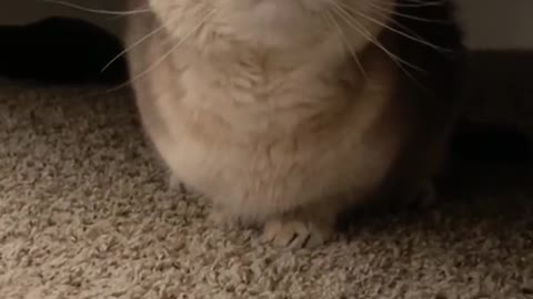 Dont come closer! I am dangerous!#catsoftiktok #cutecat #cat
