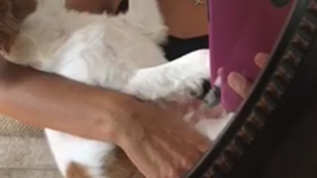 Girl asks white brown dog for kiss pink phone dog covers her mouth