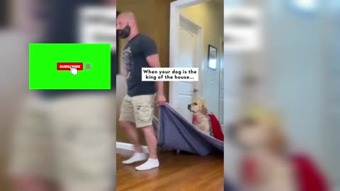 Viral video in rumble king dog 👑