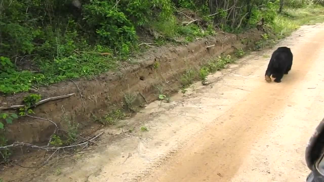 Sloth Bear in Sri Lanka