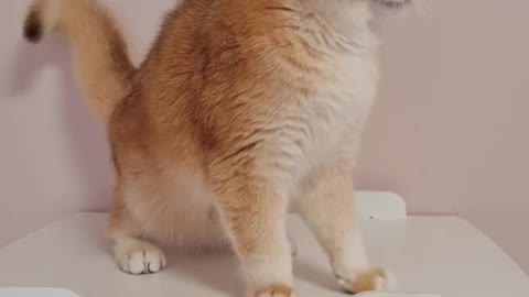 Cute and Funny Baby Cat