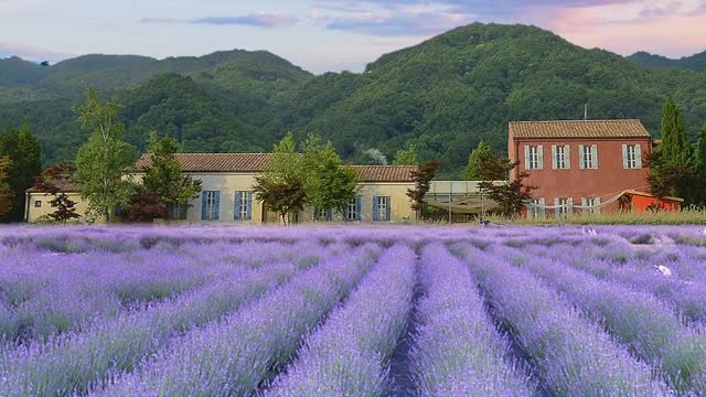 Lavender flower language