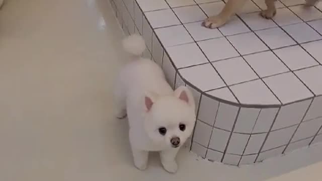 Very cute pomerian