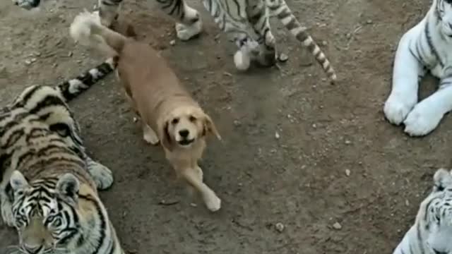 Dog in tigers 😳