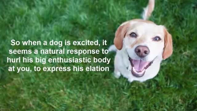 Secret to using your dog's natural intelligence