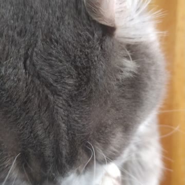 The cat washes his hands and face 3