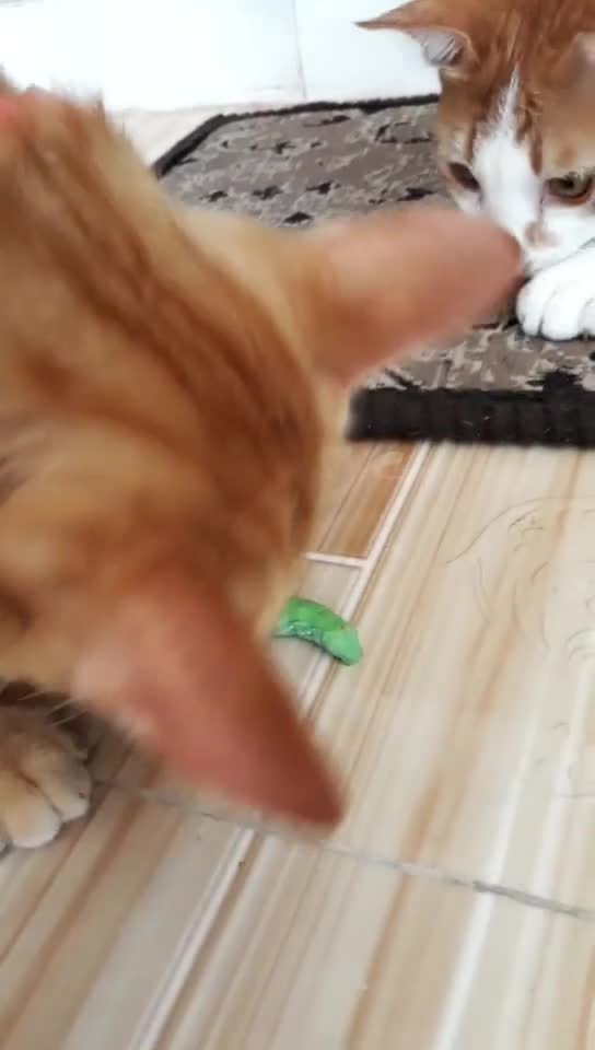 Do your cats bring you worms like this??