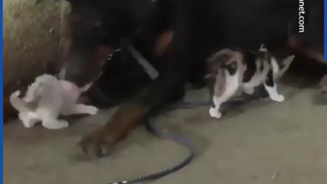 Doberman adopts three orphaned kittens