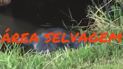 Curious Creatures of the Amazon Brazil