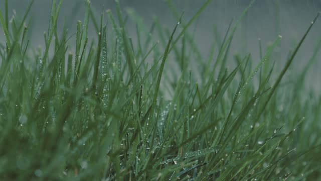 Raindrops on Green Grass Close up