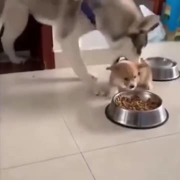 Little Cute Dog Want To Fight With An Husky