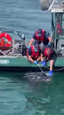 Buzzards Bay Turtle Disentanglement