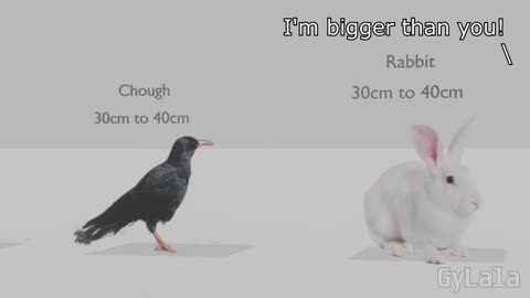 Animal Size Comparison