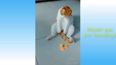 Cute Pets And Funny Animals Compilation2