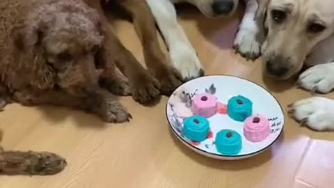 You will get stomach ache by seeing this funny dogs video..