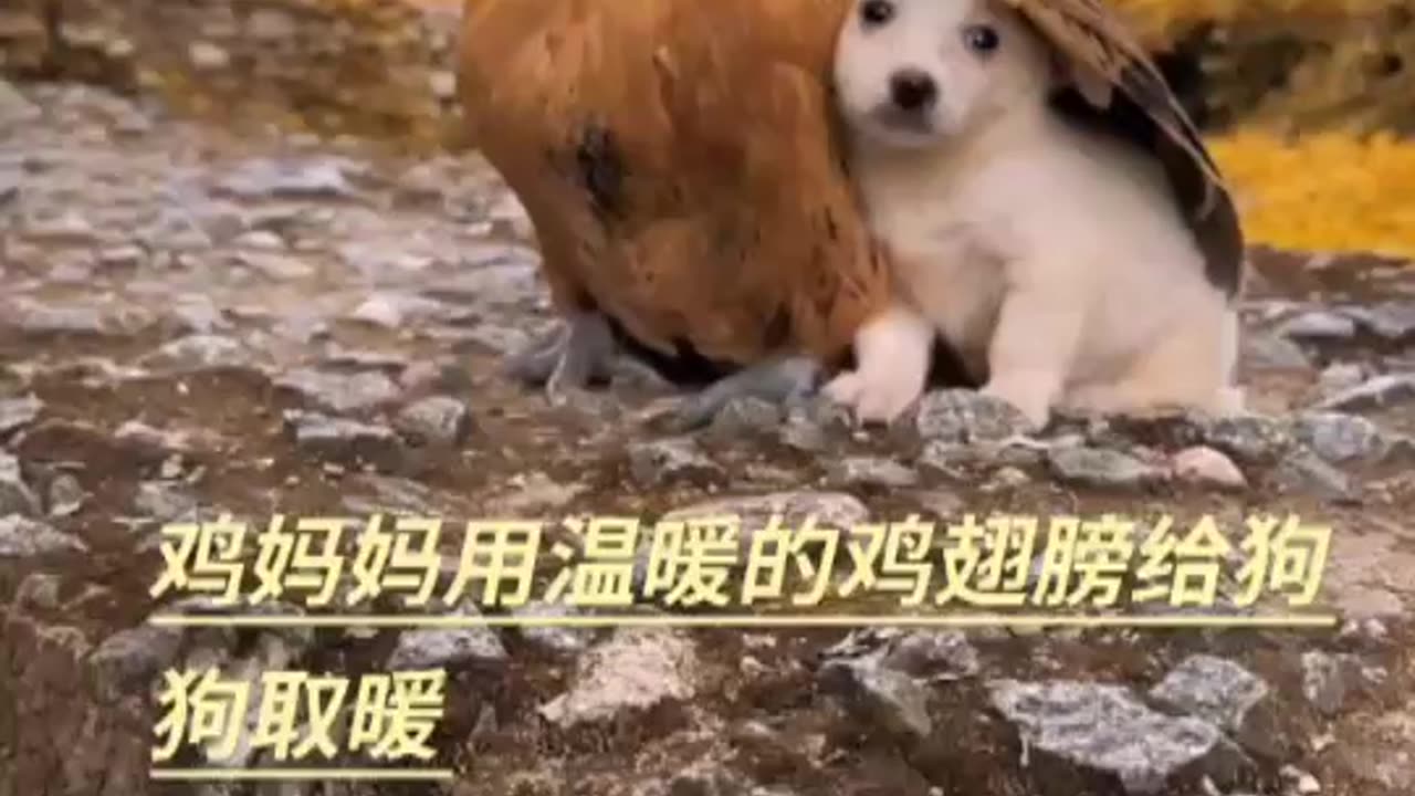 Cute Puppies Video That Will Make You Smile. #puppies #funny #puppy #dogs #puppies