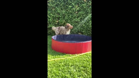 Dog playing with water