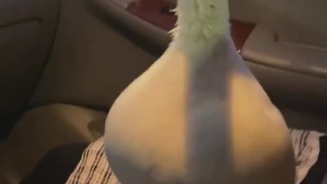 Munchkin the Duck is Angry until she gets an Ice Water