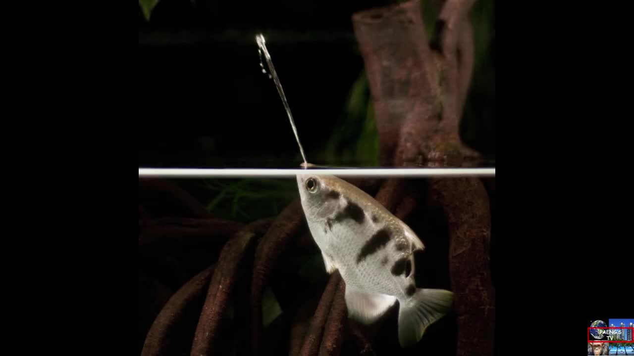 Archer Fish: Robin Hood of the Animal Kingdom