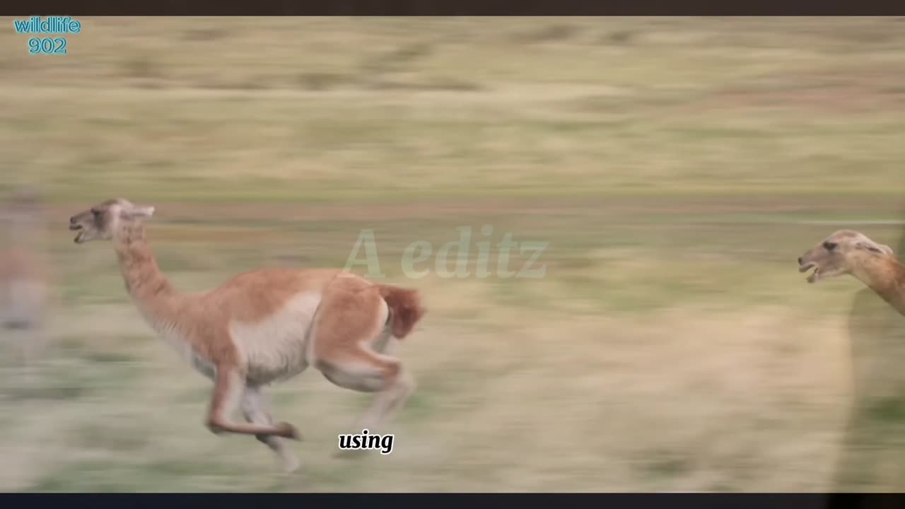 Brutal fight for dominaance among guanacos