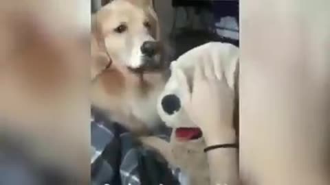 Perro celoso