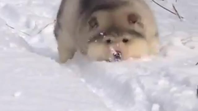 Bouncy Snow Bois Will Give You A Cuteness Attack