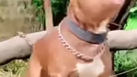 Pitbull dog 🐕lover❤️