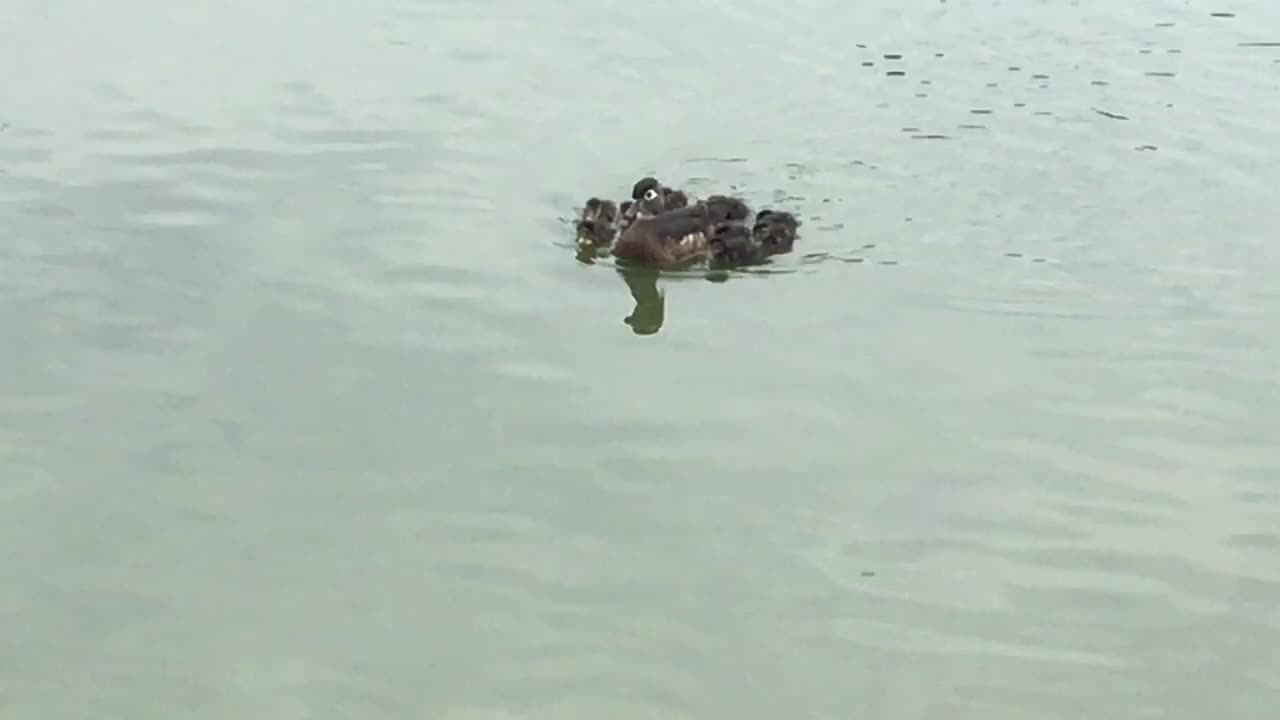 Mother and ducklings